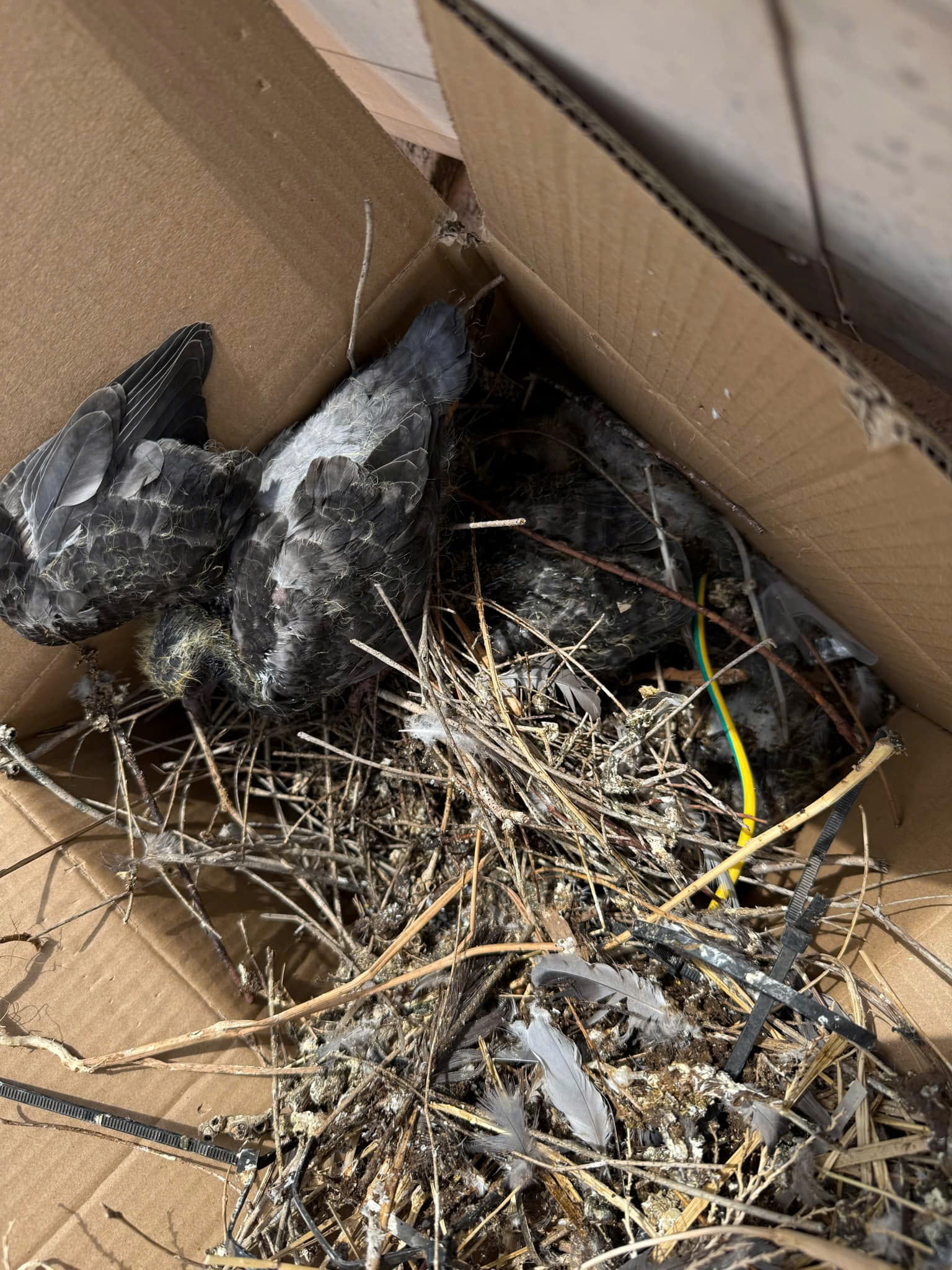 Pigeon nest under solar panels